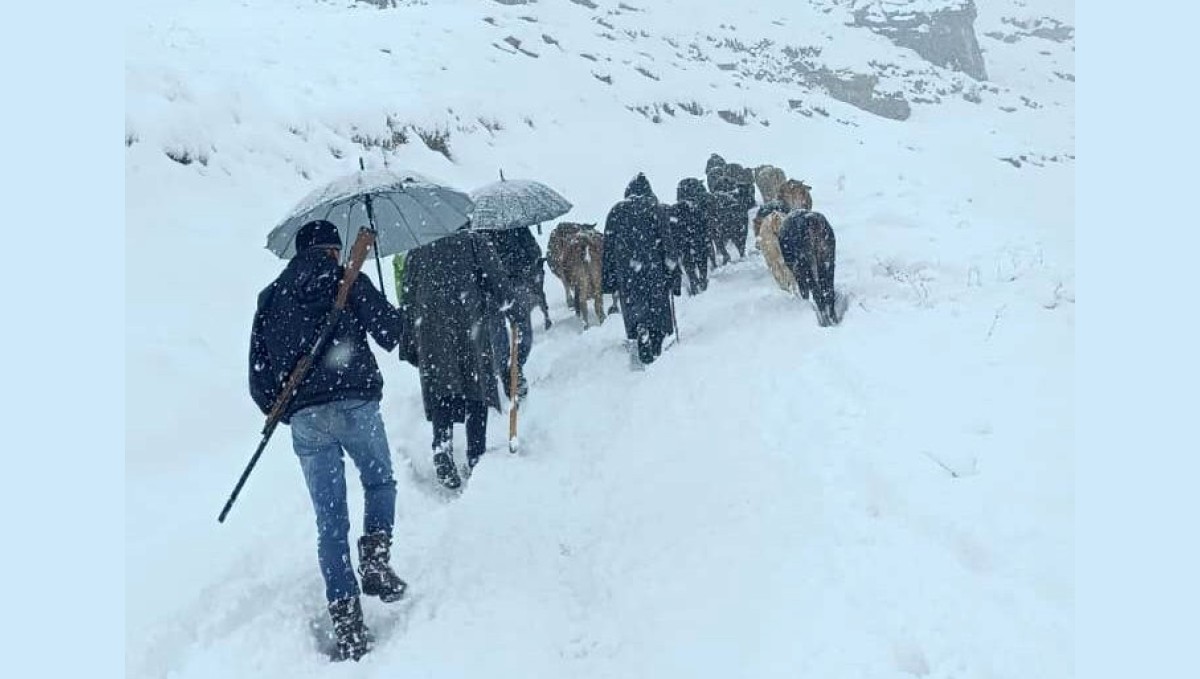 Hakkari'de dağda mahsur kalan sürü kurtarıldı