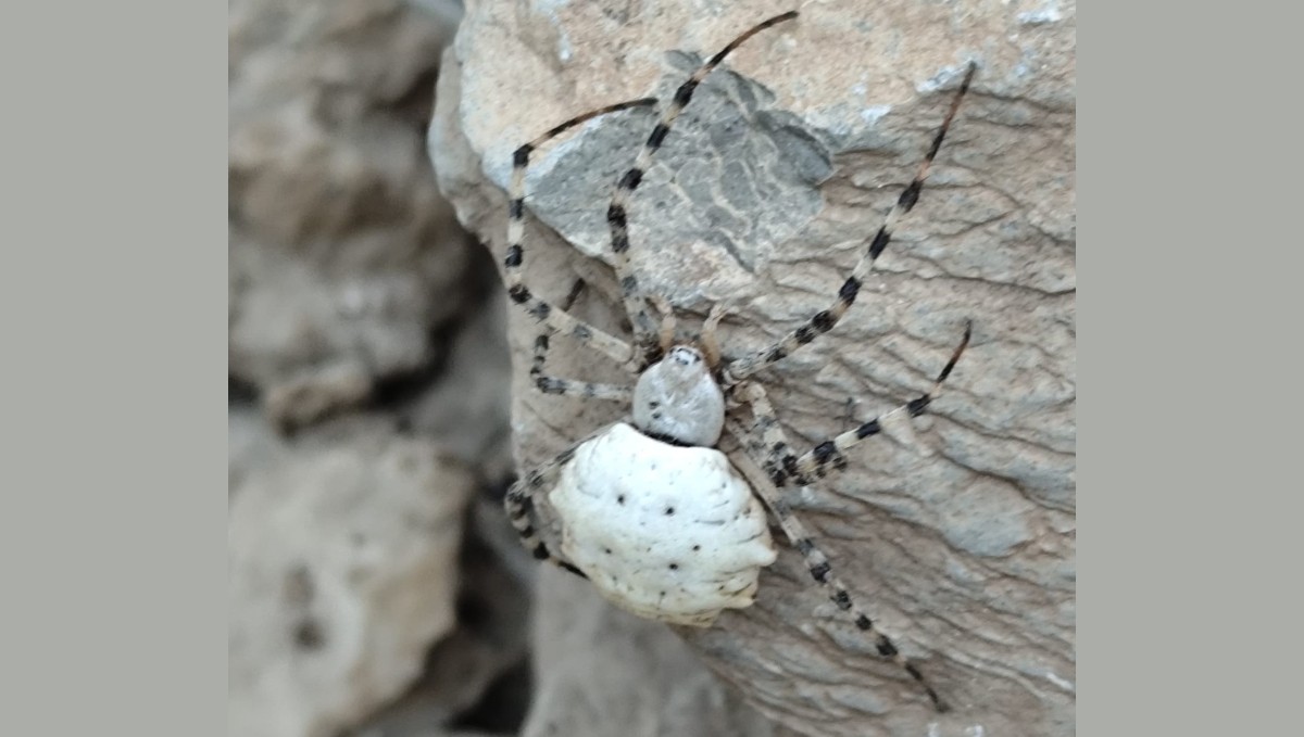 Hakkari'de dünyanın en zehirli örümcek türlerinden biri görüldü