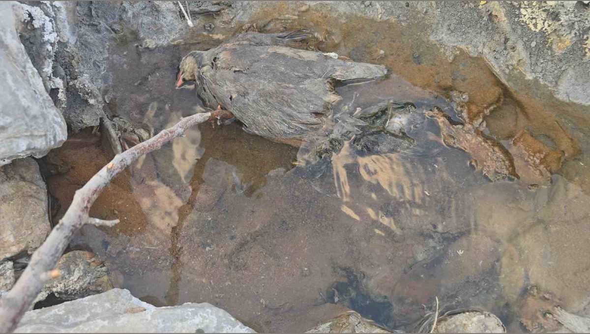 Hakkari'de gizemli kükürt vadisi: İnsanlara şifa, hayvanlara ölüm