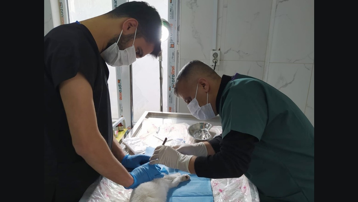 Hakkâri'de gözü yerinden çıkan kedi ameliyat edildi
