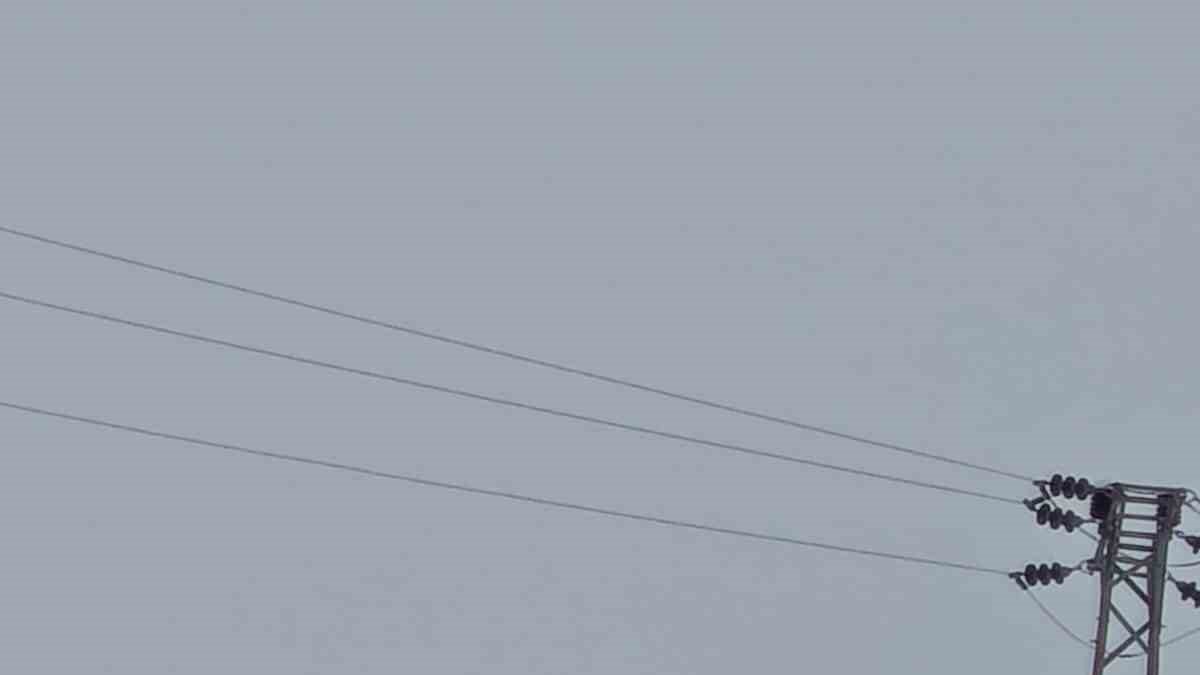 Hakkari'de gündüz vakti kurt görüntülendi