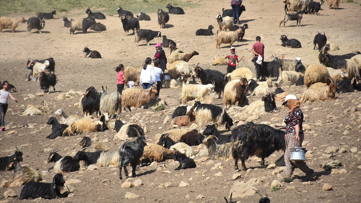 Hakkari'de hayvancılıkla uğraşan aileler 2 bin 800 rakımlı yaylada bayramlaştı