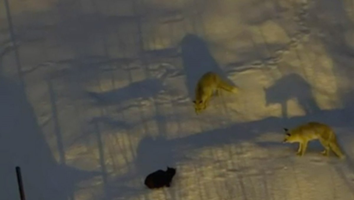 Hakkari'de iki tilki ve bir kedinin mücadelesi
