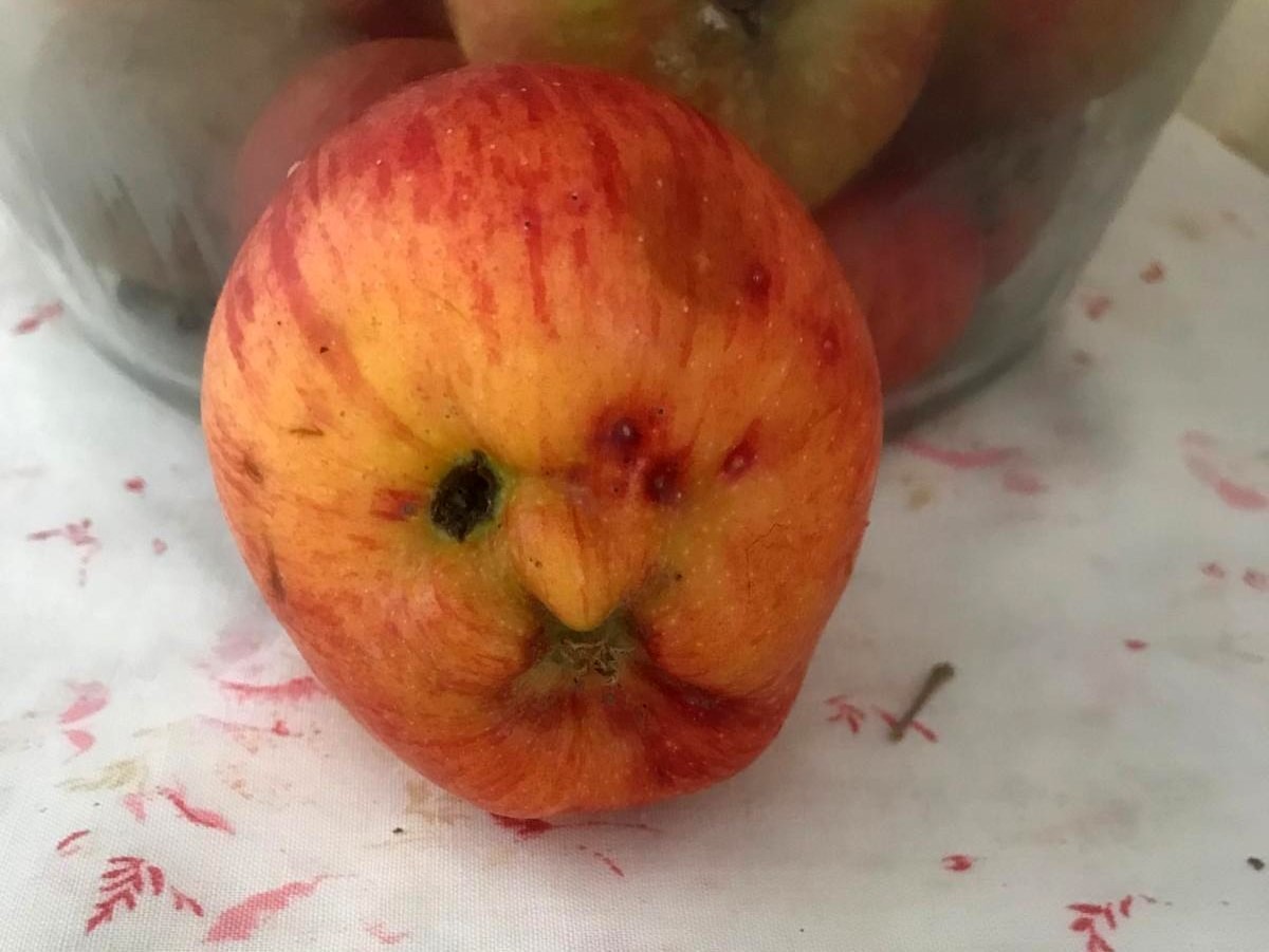 Hakkari'de insan yüzlü elma şaşırttı