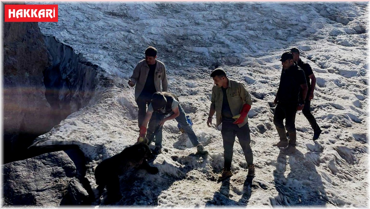Hakkari'de kafası tenekeye sıkışan yavru ayı DKMP ekipleri tarafından kurtarıldı