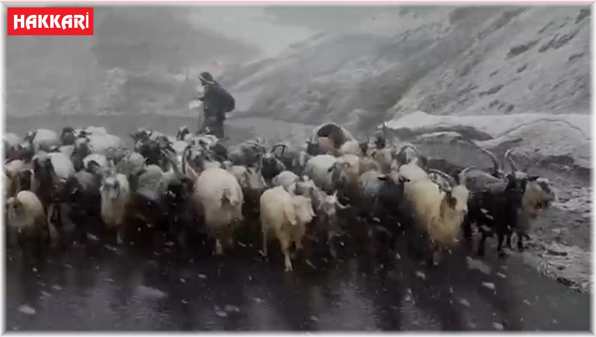 Hakkari'de kara yakalanan kuzuların imdadına okul müdürleri yetişti