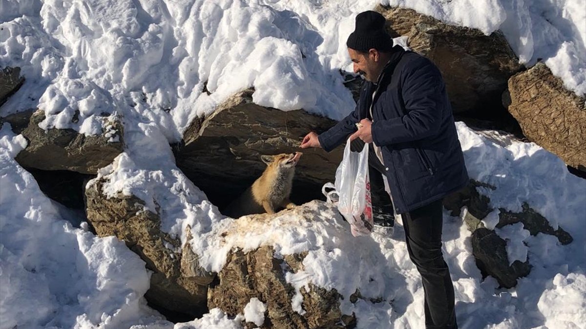 Hakkari'de karla mücadele ekipleri yiyecek arayan tilkiyi besledi