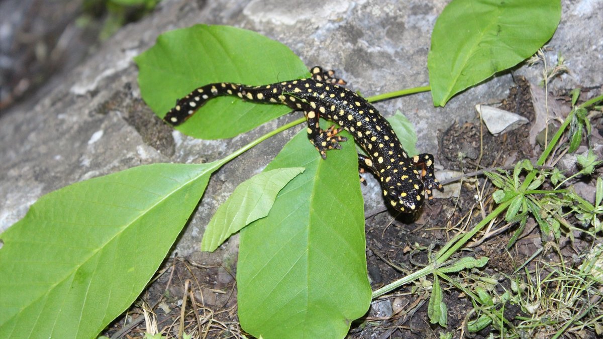 Hakkari'de koruma altındaki benekli semenderler görüntülendi