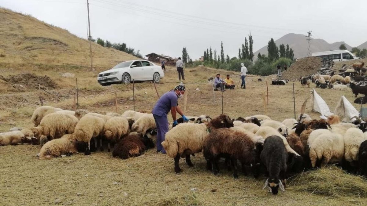 Hakkari'de kurban satış ve kesim yerleri belirlendi