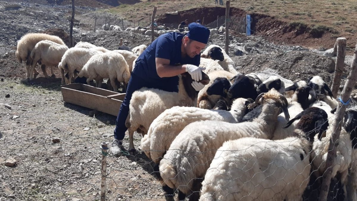 Hakkari'de kurbanlıklar sağlık taramasından geçirildi
