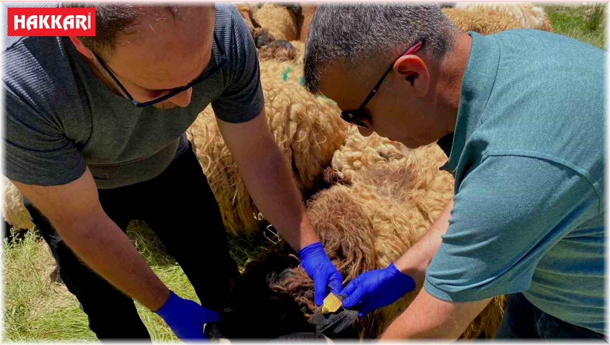 Hakkari'de kurbanlıklar sağlık taramasından geçirildi