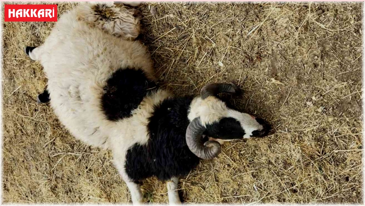 Hakkari'de kurtların saldırdığı 100 hayvan telef oldu