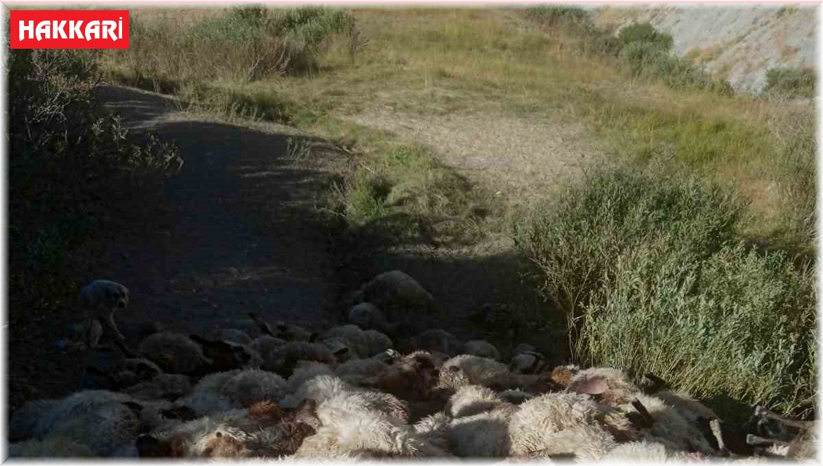Hakkari'de kurtların saldırdığı 300 koyun birbirini ezerek telef oldu