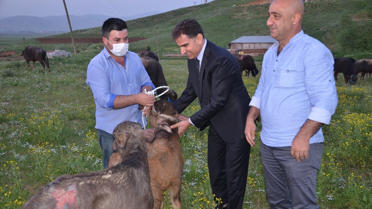 Hakkari'de "Mandacılığı Geliştirme Projesi"