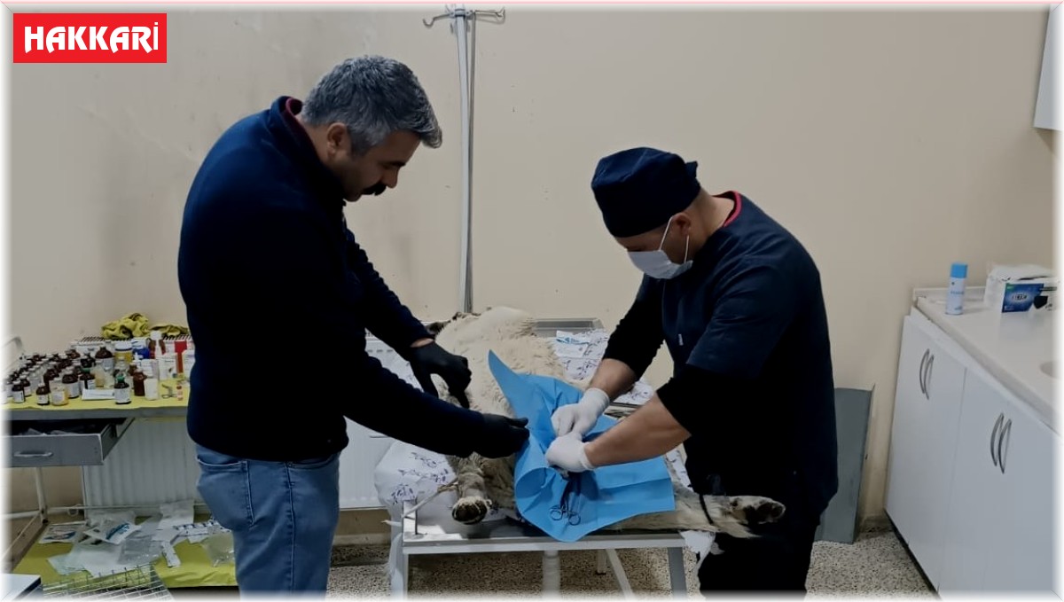 Hakkari'de sahipsiz can dostlar kısırlaştırılıyor