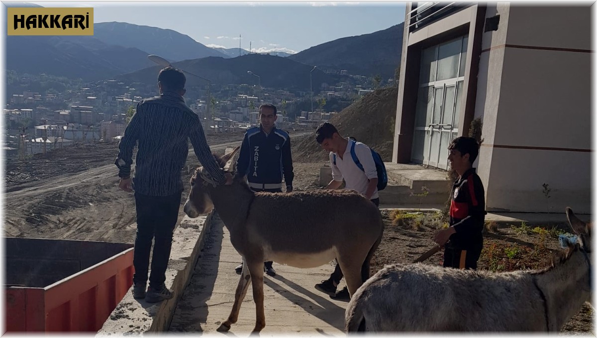 Hakkari'de sahipsiz eşekler şehir dışına çıkartıldı