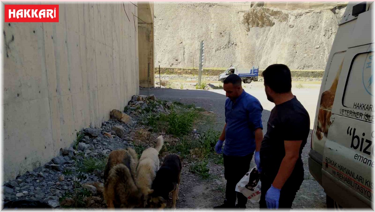 Hakkari'de sokak hayvanları için sakatat bırakıldı