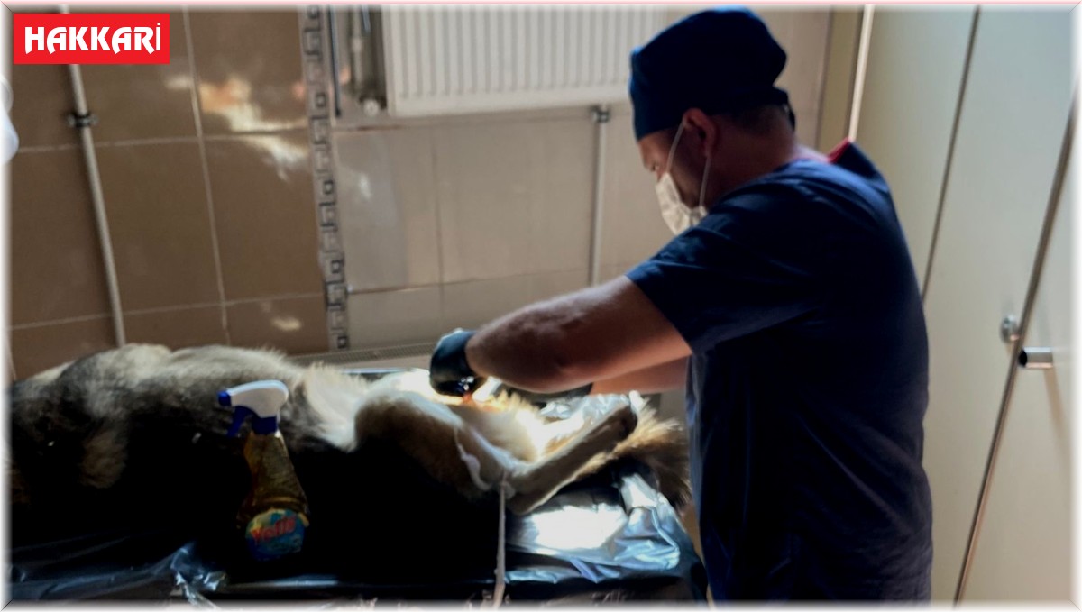 Hakkari'de sokak hayvanlarına aşı