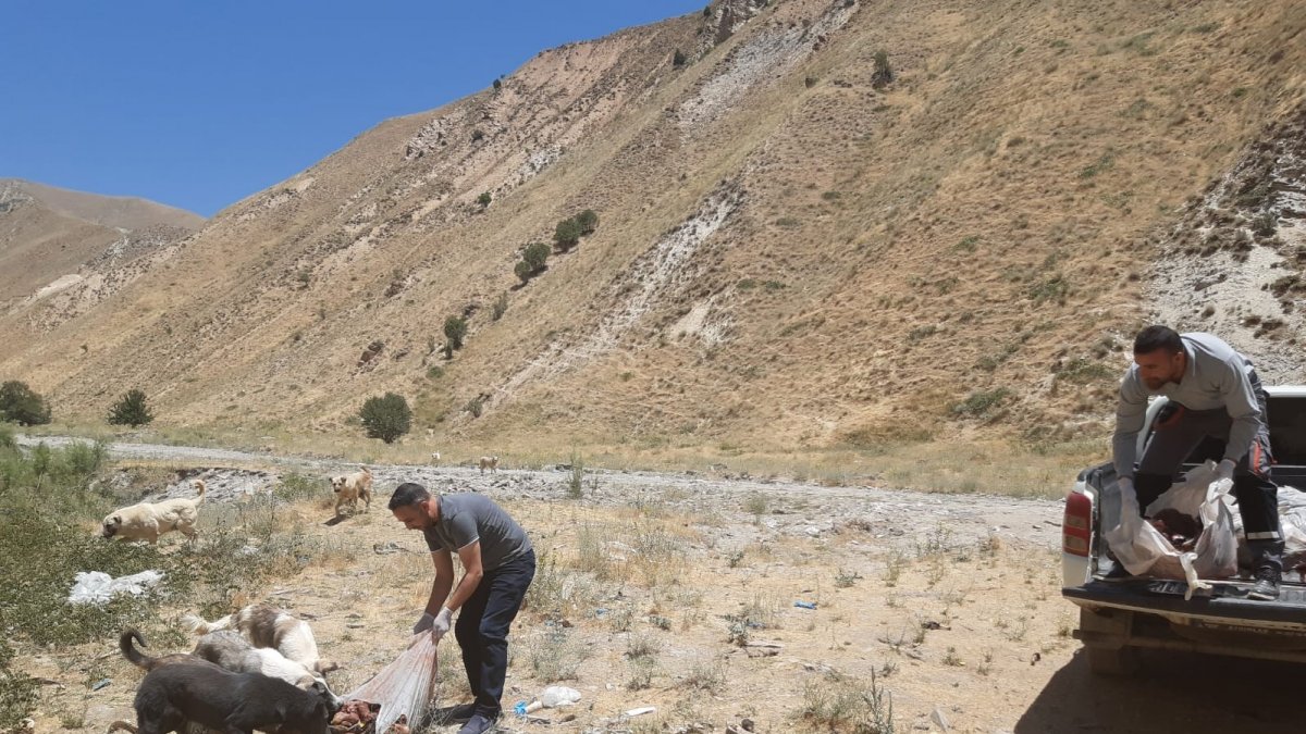 Hakkari'de sokak hayvanlarına yiyecek bırakıldı