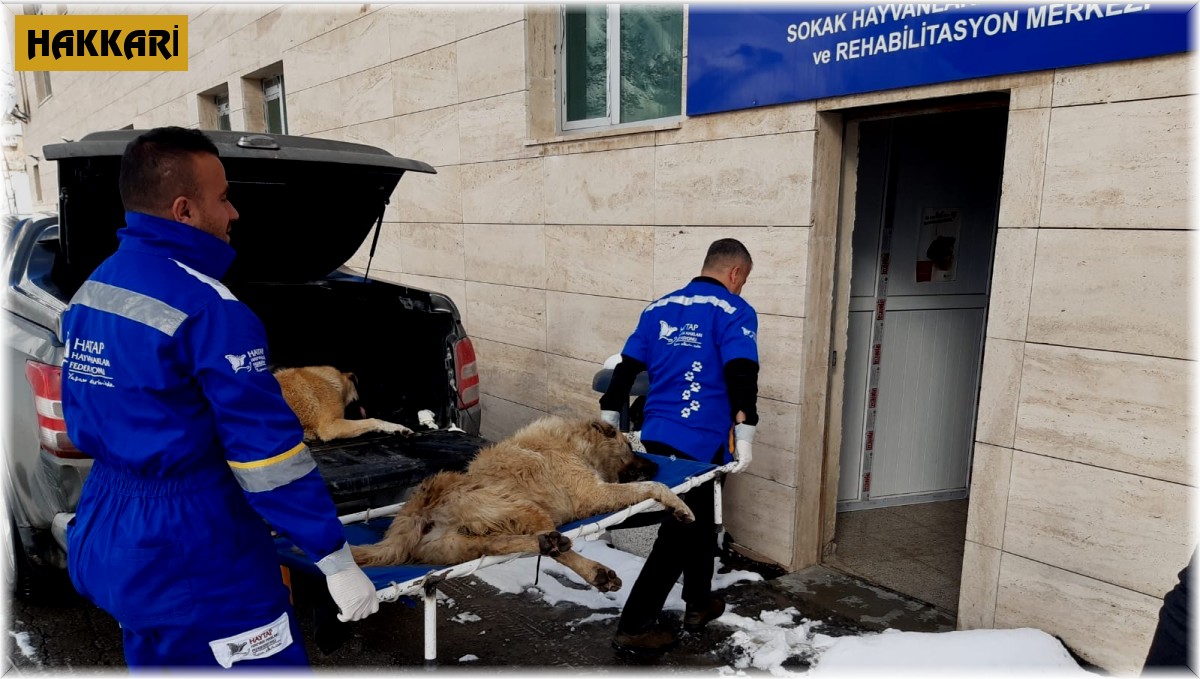 Hakkari'de sokak hayvanlarını kısırlaştırma çalışması