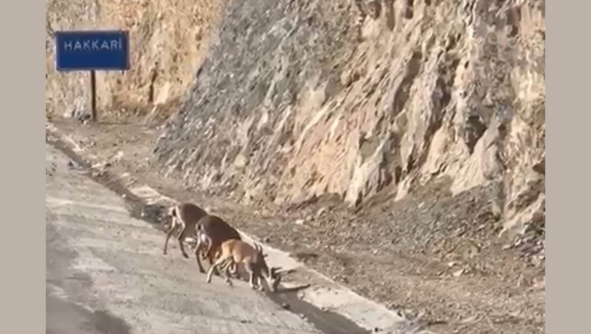 Hakkari'de su içen dağ keçileri görüntülendi