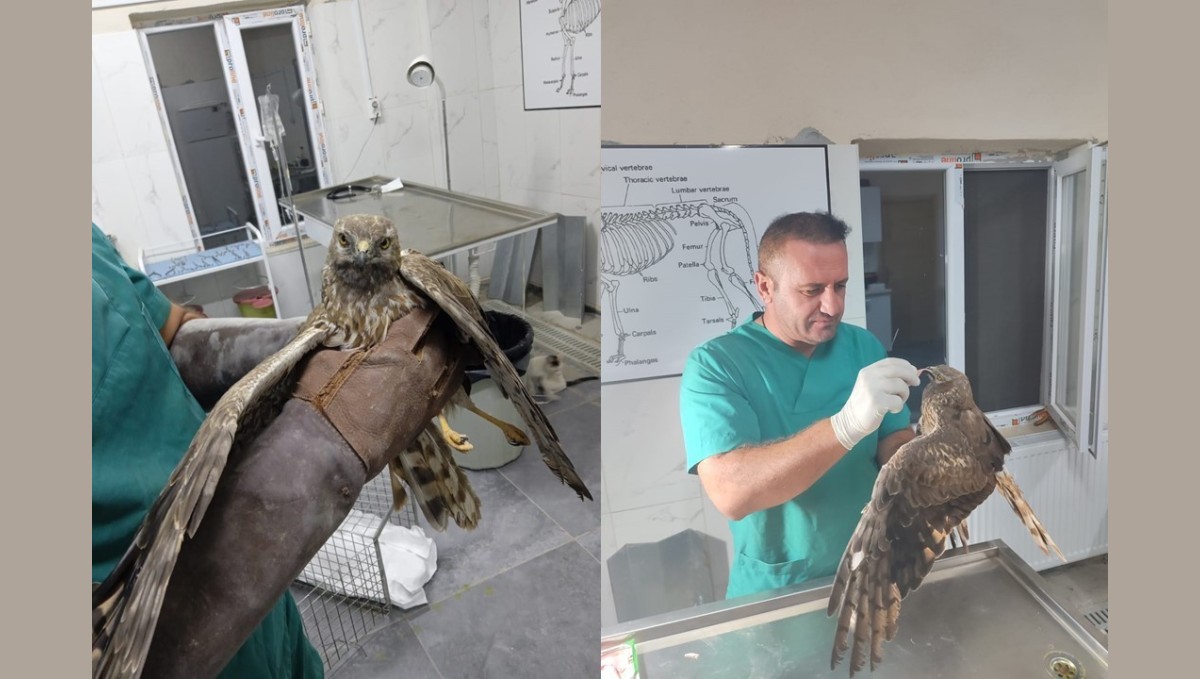 Hakkari'de tedavi edilen şahin tekrar doğaya bırakıldı