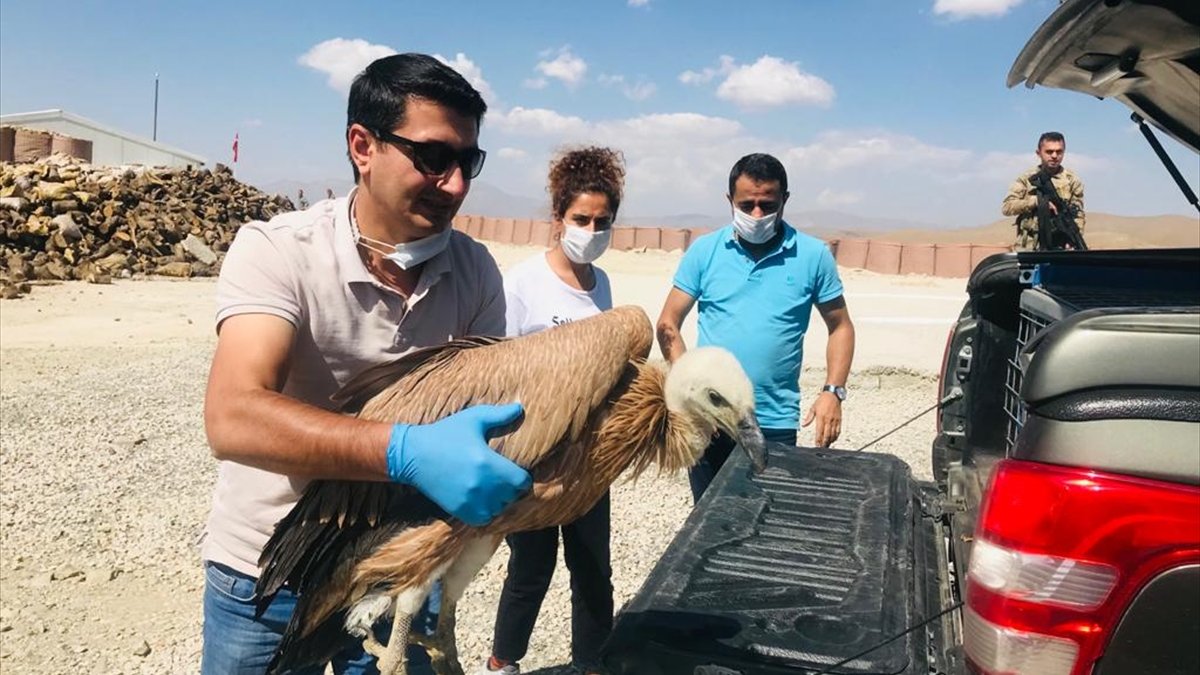 Hakkari'de tedavisi tamamlanan kızıl akbaba doğaya salındı