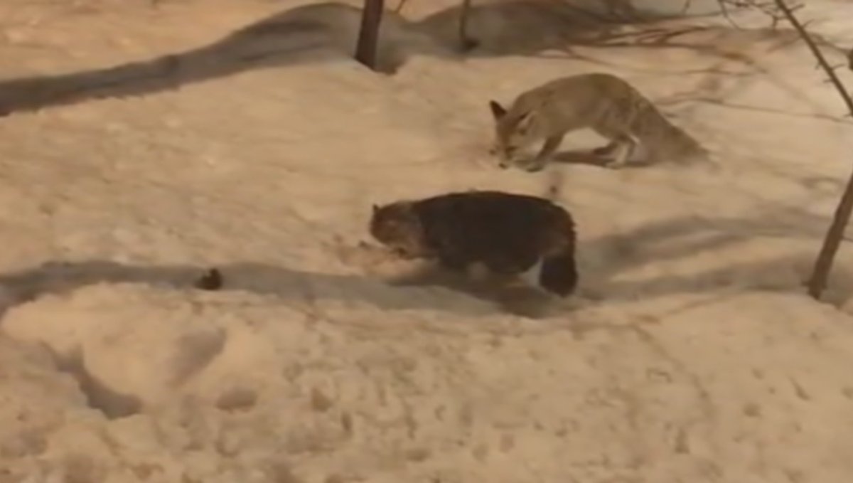 Hakkari'de tilki ile kedinin şaşırtan görüntüsü