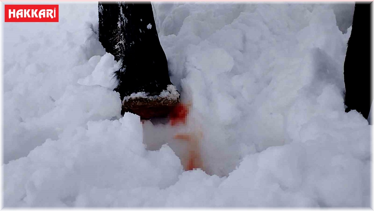 Hakkari'de toynağı kopan at kurtarıldı