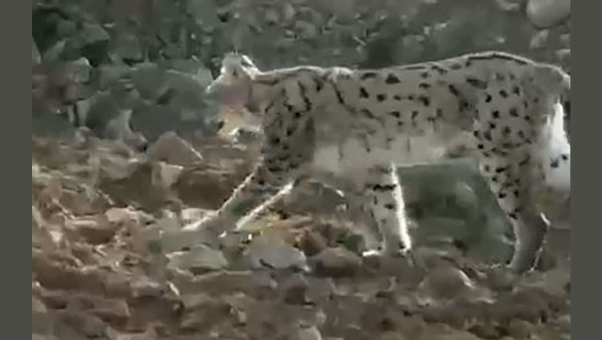 Hakkari'de vaşak görüntülendi