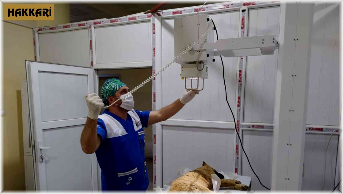 Hakkari'de veteriner ekiplerinin bayram mesaisi