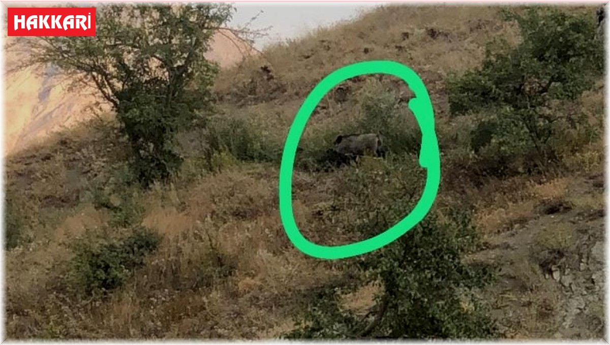 Hakkari'de yabani domuzlar bağ ve bahçelere dadandı