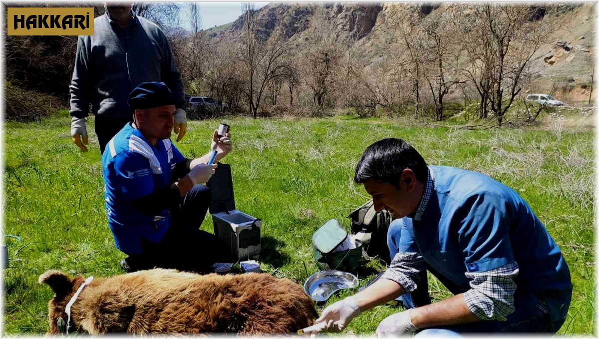 Hakkari'de yaralı ayı tedavi altına alındı