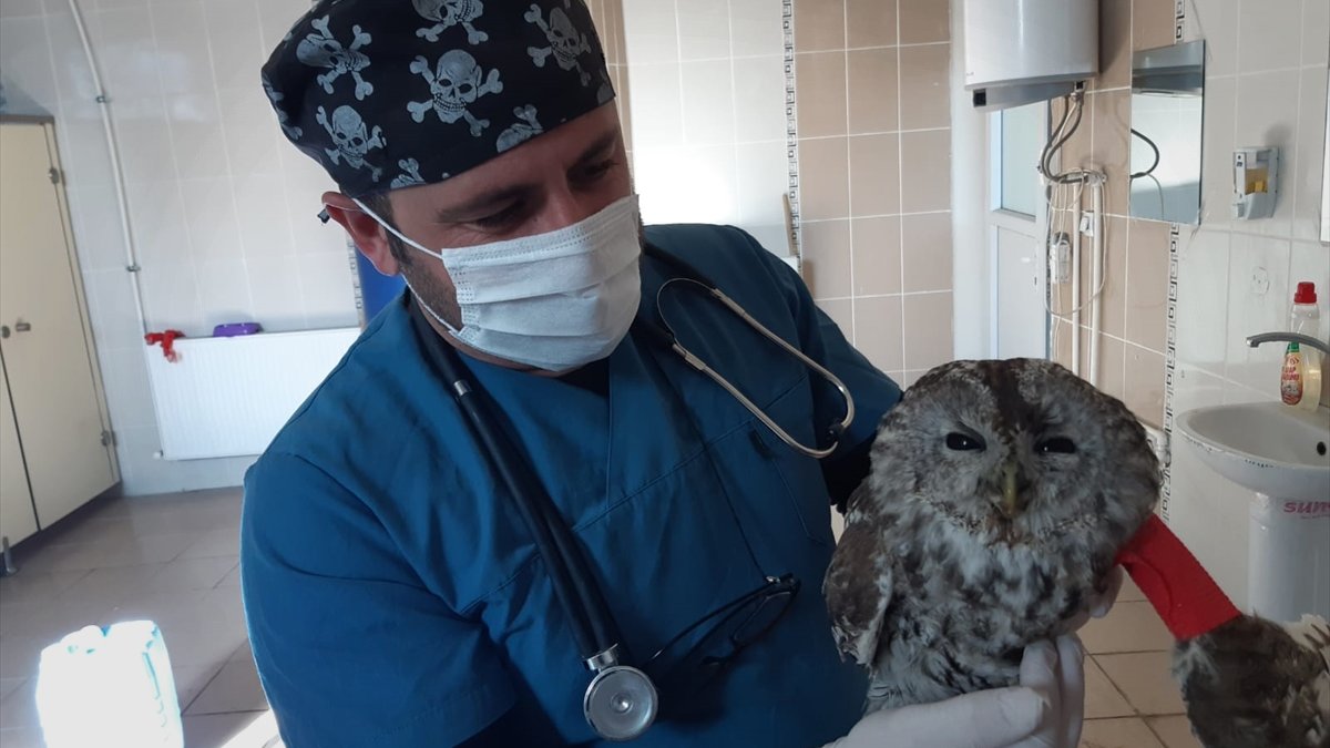 Hakkari'de yaralı bulunan baykuş tedavi edilecek