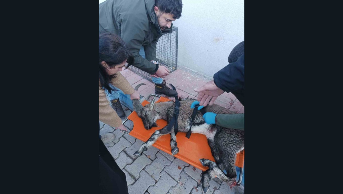 Hakkari'de yaralı dağ keçisi tedavi altına alındı