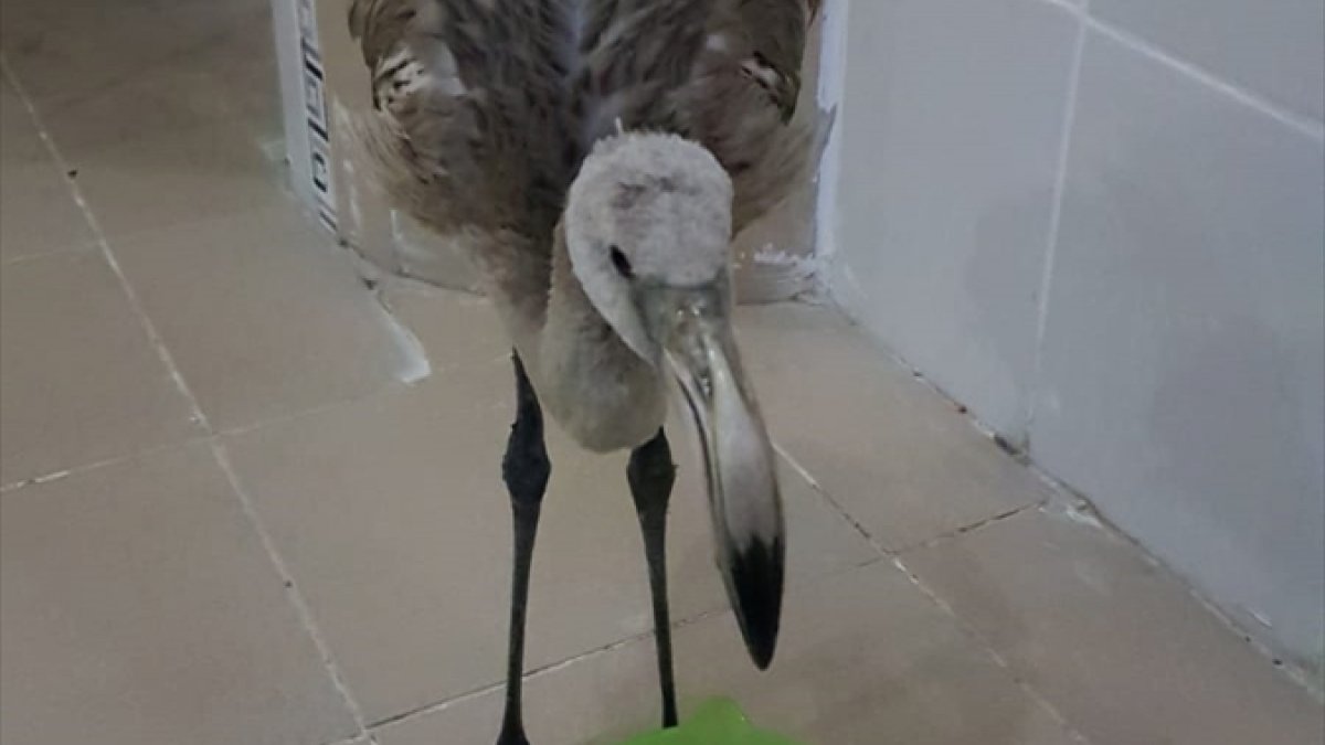 Hakkari'de yaralı flamingo tedaviye alındı