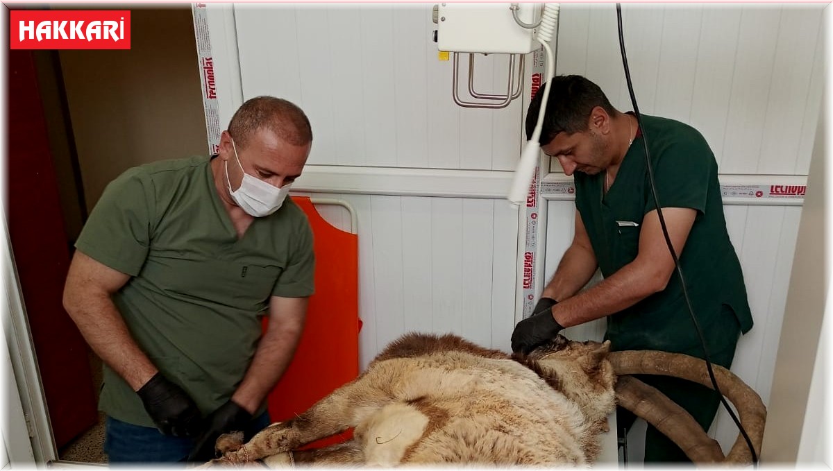 Hakkari'de yaralı yabani teke tedavi altına alındı