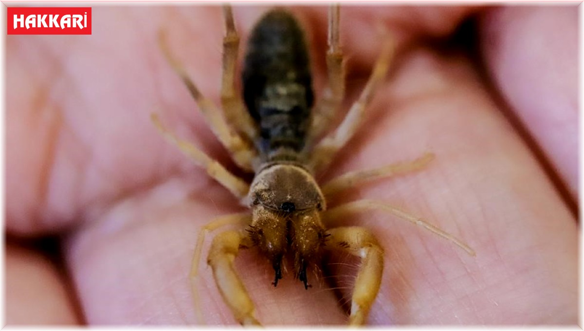 Hakkari'de yeni bir böğü böceği türü keşfedildi