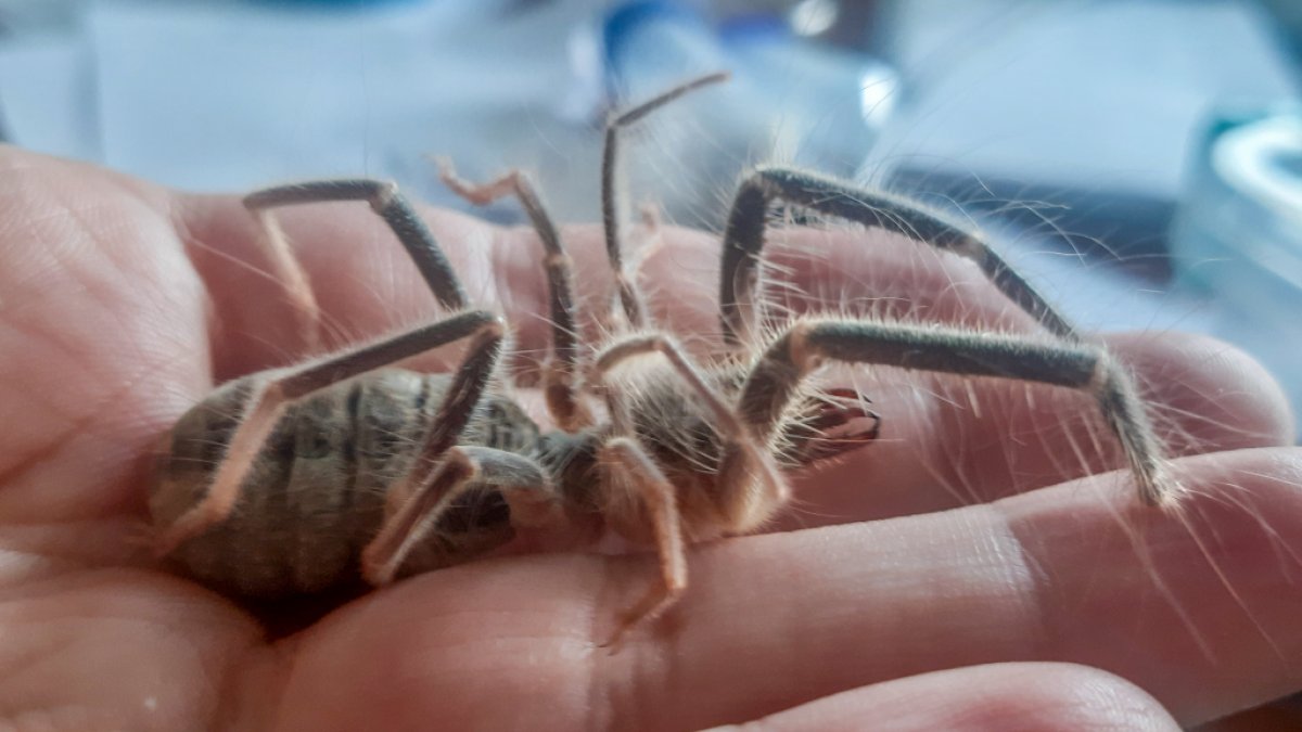 Hakkari'de yeni böğü böceği türü keşfedildi