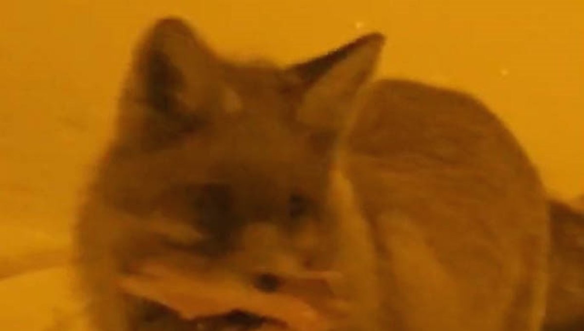 Hakkâri'de yerleşim alanına inen tilki kamerada