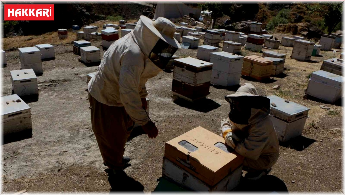 Hakkari'deki arı zehri birinci kalite çıktı