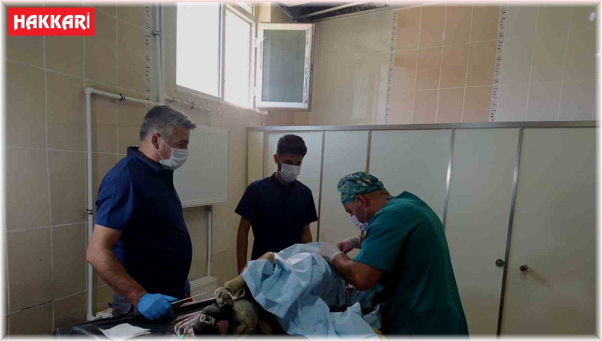 Hakkari'deki can dostlara kuduz aşısı yapıldı