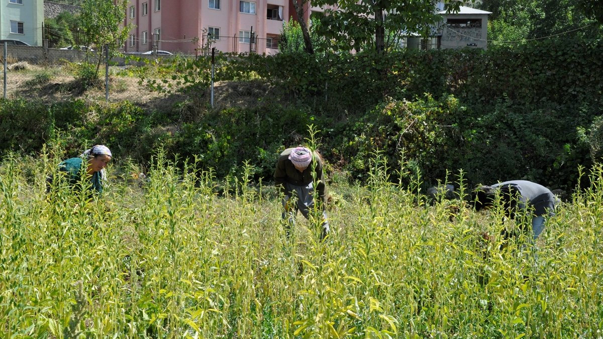Hakkari'nin Irak sınırında susam hasadına başlandı