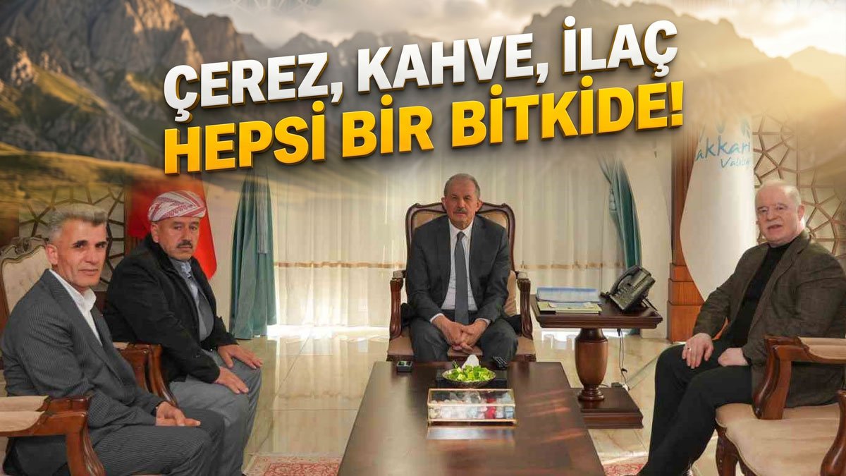 Hakkâri'nin kengeri şimdi kahve, sakız ve çerez olarak ekonomiye kazandırılmak isteniyor