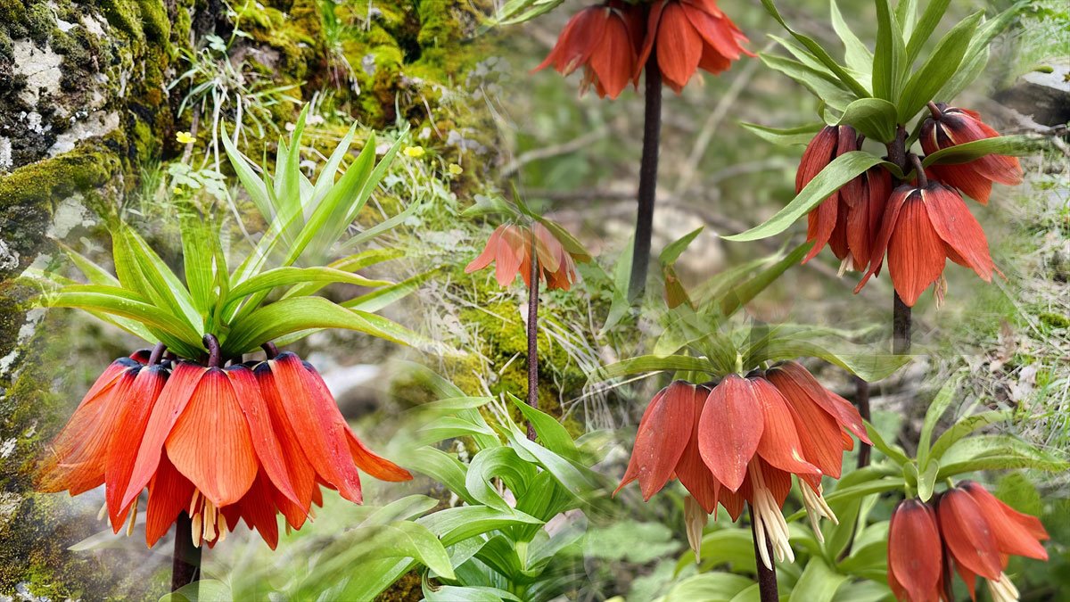 Hakkari Şemdinli'de "Ağlayan Gelin" Olarak Bilinen Ters Laleler Açtı
