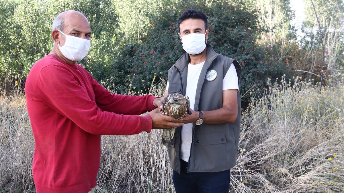 Hakkari ve Van'da yaralı akbaba ve şahin tedaviye alındı