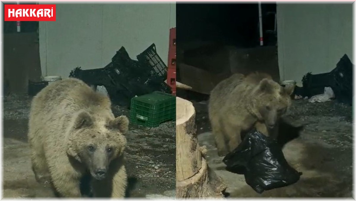 Hakkari2de şantiyeye giren ayı kameraya yansıdı