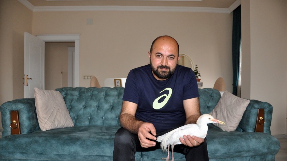Harita mühendisinden 'Sığır Balıkçıl' kuşuna şefkat eli