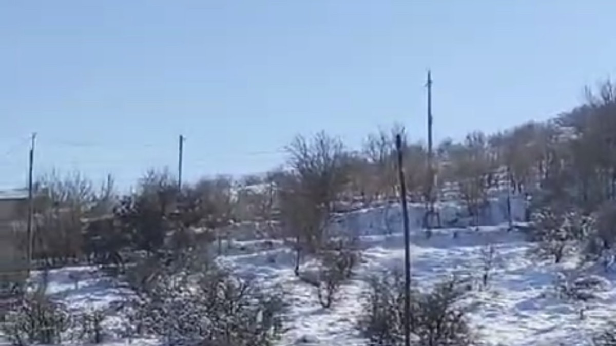 Harput'ta domuz sürüsü görüldü