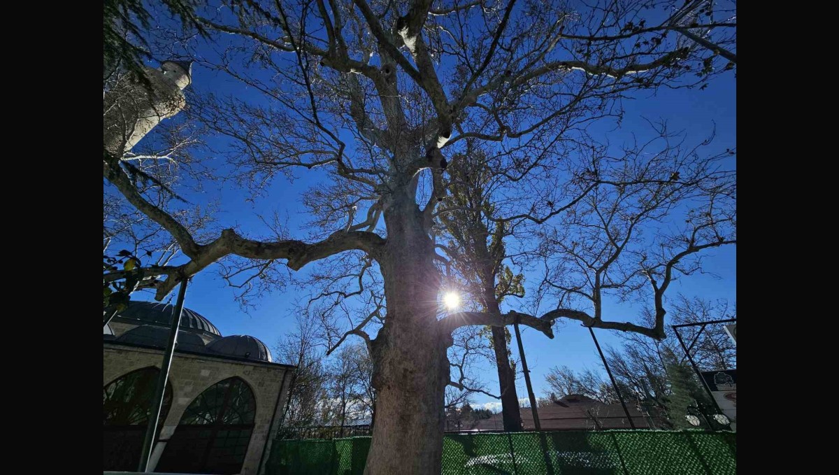 Harput'un 3 asırlık çınarı yıllara meydan okuyor